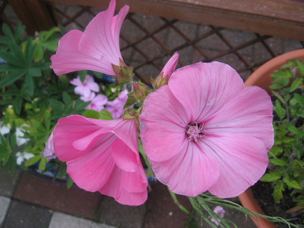 Lavatera Loveliness (Lavatera trimestris (Mallow))