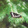 Mourning_cloak