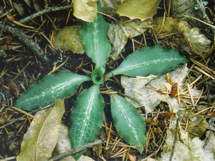 Rattlesnake-plantain, rattlesnake orchid (goodyera oblongifolia)