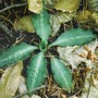 Rattlesnake_plantain