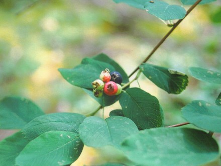 Western Serviceberry, Saskatoon Berry (amelanchier alnifolia)
