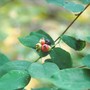 Saskatoon_berry