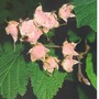 Thimbleberry
