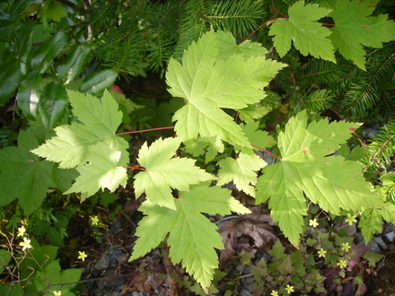 Vine Maple (acer circinatum)
