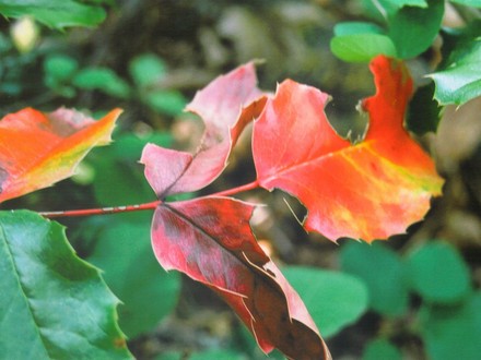 wild mahonia (Mahonia aquifolium (Oregon grape))