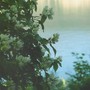 Wild Mock Orange (Philadelphus lewisii (Mock Orange))