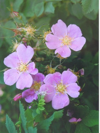 Clustered wild rose (rosa pisocarpa)