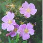 Wild_roses