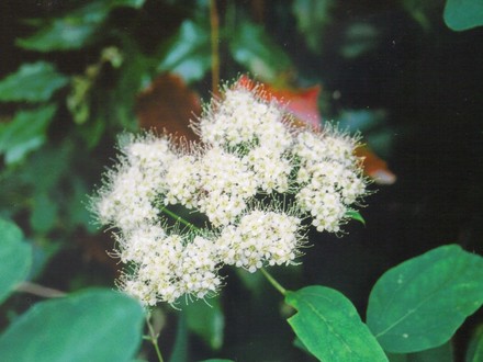 Wild White Spiraea (Spiraea betulifolia)