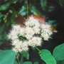 Wild_spirea