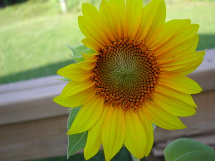 Bird dropped seed in flower pot...Suprise
