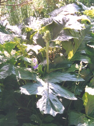 Bear's breeches (Acanthus spinosus (Bear's breeches))