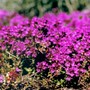 Bee_on_thyme