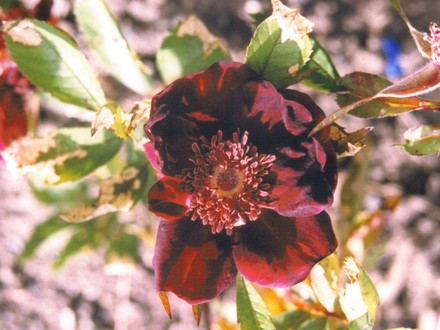 Rose Basye's Purple (Rosa rugosa (Rugosa rose))