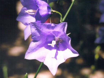 campanula (Campanula carpatica (Bellflower))
