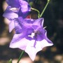Campanula