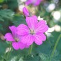 Geranium