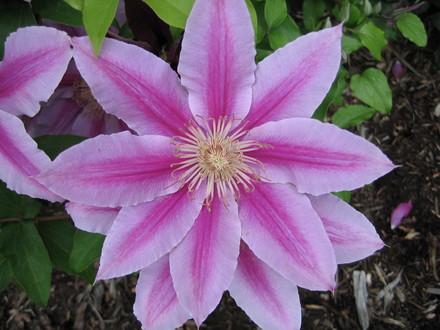 A garden flower photo
