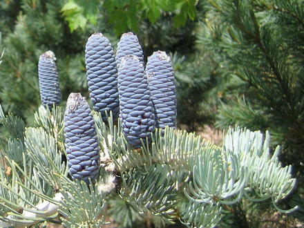 Abies concolor 'Candicans' cones