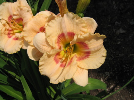 A garden flower photo