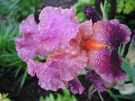 A garden flower photo