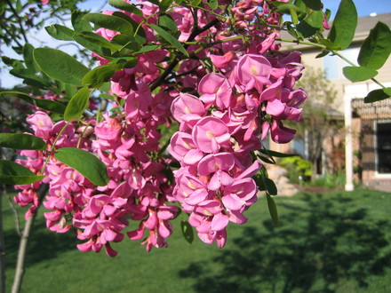 Robinia pseudoacacia 'Purple Robe' flowers