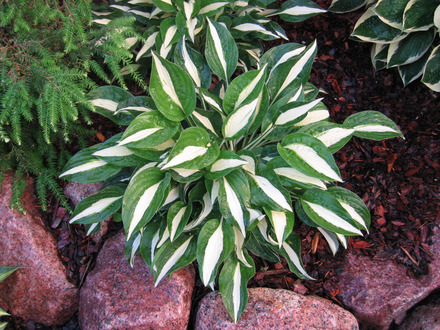 Hosta 'Risky Business'
