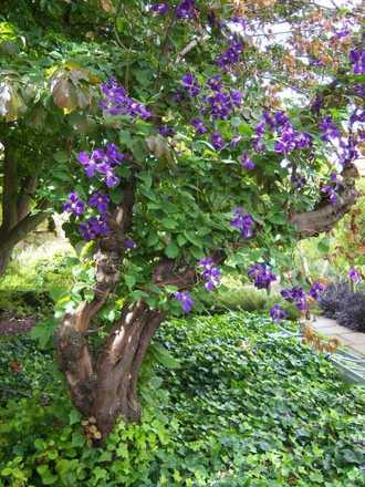 Sissinghurst Gardens - Kent