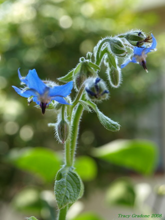 Borage