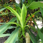 Cordyline2