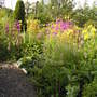 Bog garden in bloom