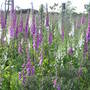 P7040058