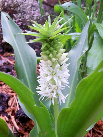 8_7_1.jpg (Eucomis autumnalis (Amathunga))
