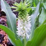 Eucomis autumnalis (Amathunga)