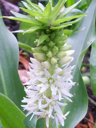 8_7_2.jpg (Eucomis autumnalis (Amathunga))