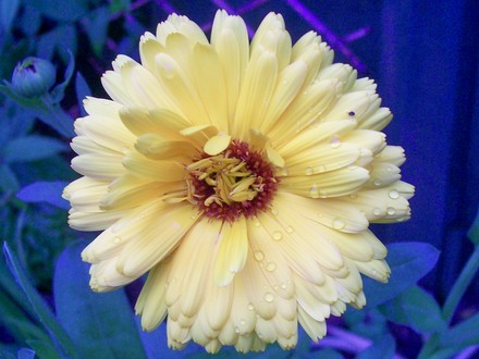 8_7_3.jpg (Calendula officinalis (English marigold))