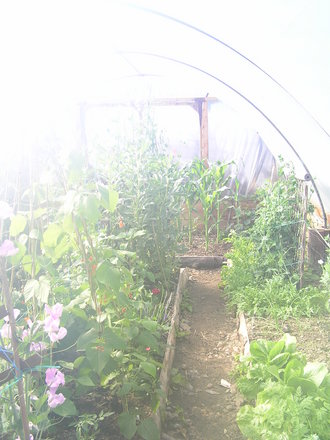 Steamy polytunnel