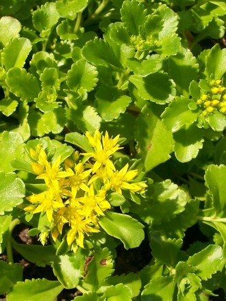 8_7_6.jpg (Sedum kamtschaticum (Stonecrop))