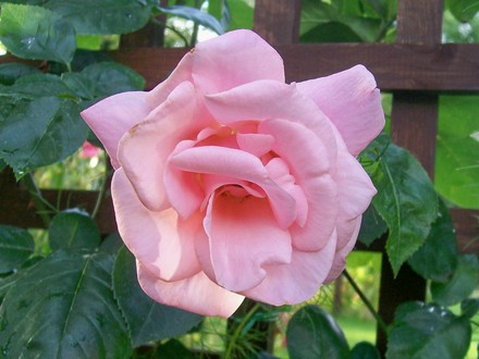 8_7_10.jpg (Rosa 'High Hopes')
