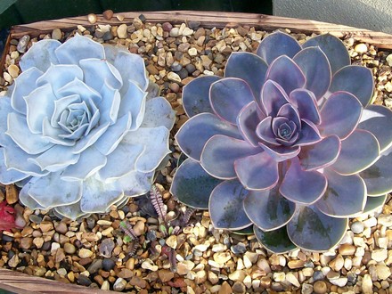 Echeveria