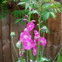 Sidalcea malviflora