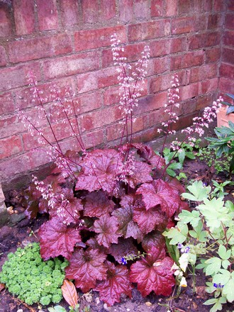 11_7_3.jpg (Heuchera micrantha)