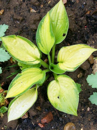 11_7_4.jpg (Hosta undulata)