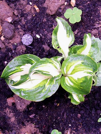 11_7_5.jpg (hosta)