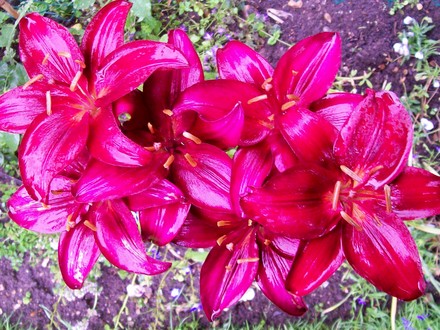 11_7_6.jpg (lilium asiatic 'Dimention')