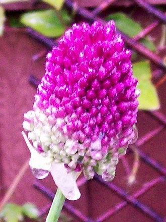 11_7_7.jpg (Allium sphaerocephalon (Round-headed leek))