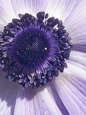 11_7_12.jpg (Anemone coronaria (Poppy anemone))