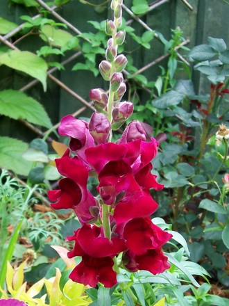 11_7_13.jpg (Antirrhinum)