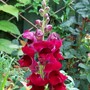 Antirrhinum