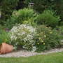 June_garden_003
